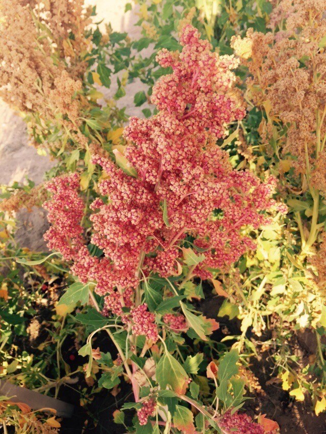 0BC58BCA C737 4ADD 81FD 6DBE2B20F5E2