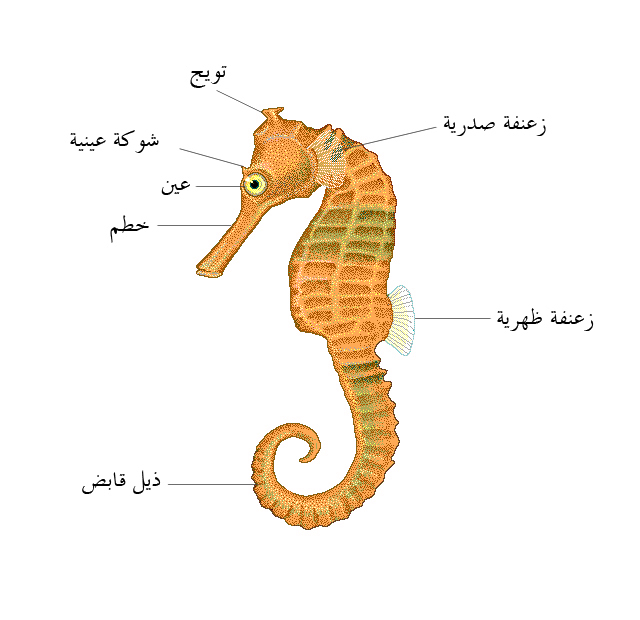 D981D8B1D8B3 D8A7D984D8A8D8ADD8B1 3