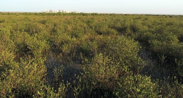 أشجار القرم سمة بيئية مميزة في السلطنة 2 IMG ٢٠٢٠٠٧٢٧ ١٦١١٤٠